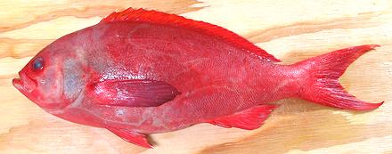 Whole Cardinal Snapper Fish