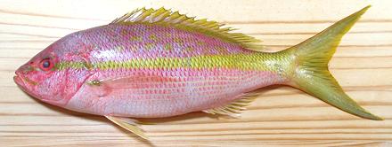 Whole Yellowtail Snapper Fish