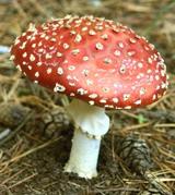 Amanita Mushroom