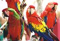 Macaws