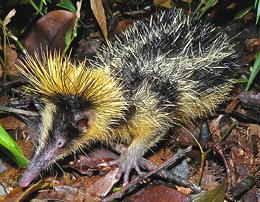 Live Tenrec