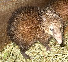 Live Tenrec