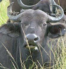 Live Water Buffalo