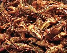 Fried Grasshoppers