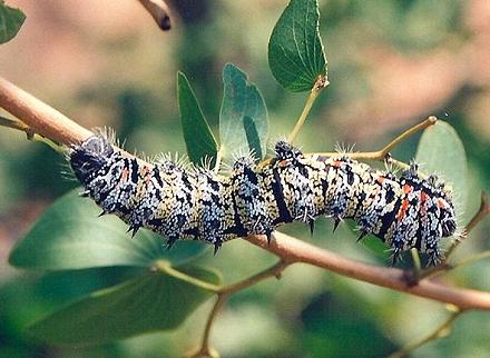 Live Mopane Caterpiller in Mopane Tree