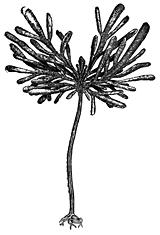 Drawing of whole Arame Algae