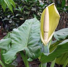 Alocasia Leaf and Flower