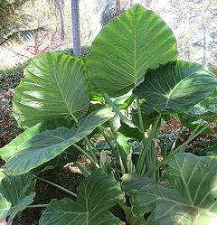 Growing Giant Colocasia Plants