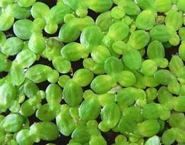 Lemna minor in Water