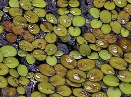 Spirodela polyrhiza in Water