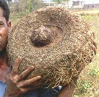 Whole Elephant Foot Corm