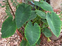 Taro Leaves