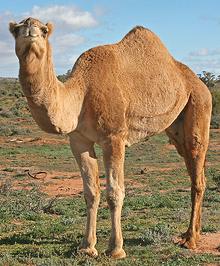 Dromedary