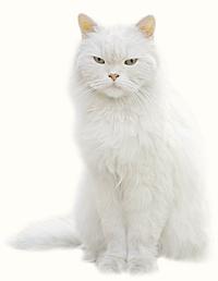 White Cat