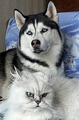 Dog and Cat