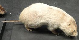 Bamboo Rat, Mounted Specimen