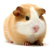 Guinea Pig