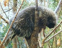 Porcupine in Tree