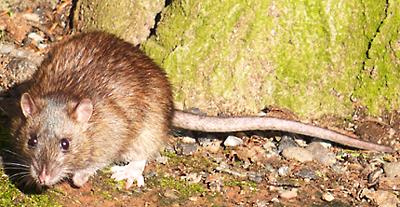 Live Brown Rat