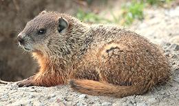 Resting Woodchuck