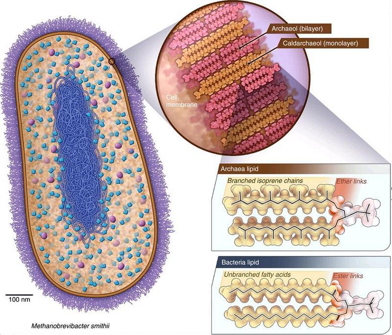 Archaea Cell Structure