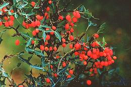 Chaparral Berry Shrub w/Fruit