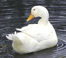 Pekin Duck