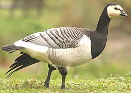 Barnacle Goose