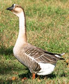 Chinese Goose