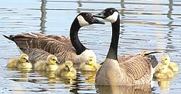 Canada Goose