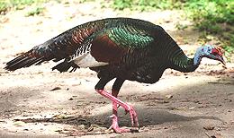 Ocellated Turkey