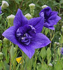 Blooming Chinese Bellflower