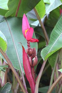 Manilla Hemp Flowering Plant