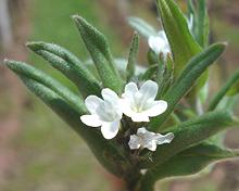 Ahiflower plant in bloom