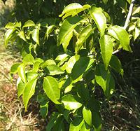 Peach Bush Shrub