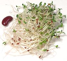 Alfalfa Sprouts