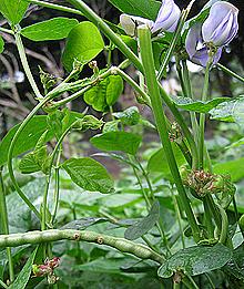 Catjang Plant with Pod