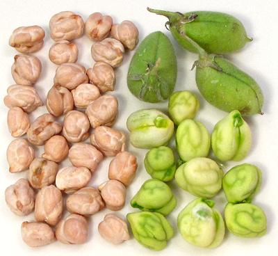 Chickpeas, dried, fresh, pods