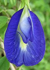 Blue Butterfly Pea Flower