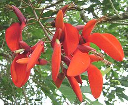 Purple Coral Tree Flowers