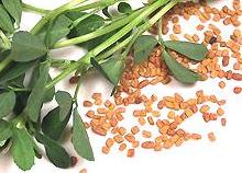 Fenugreek and Seeds