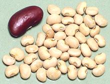 Brazilian Manteiguinha Beans