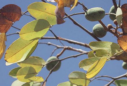 Ofor Fruit on Tree