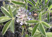 Flowering Prairie Turnip Plant