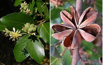 Soap Bark Leaves & Flowers