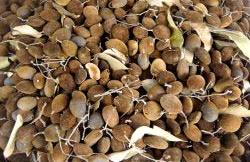 Pile of Velvet Tamarind Fruit