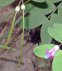 Flowering Black Pea Plant