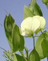 Yellow Vetchling Plant