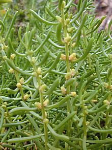 Live Saltwort Plant