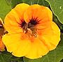 Nasturtium